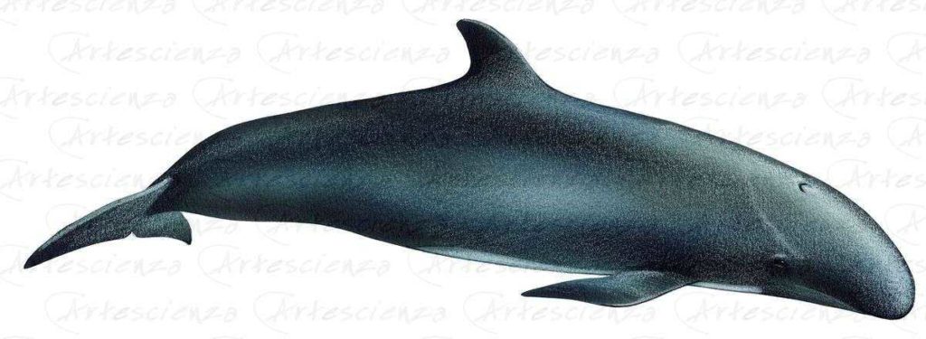 Artescienza: Tavole naturalistiche realizzate sia a scopi scientifici