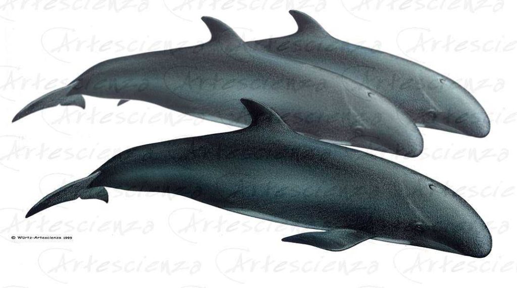 Artescienza: Tavole naturalistiche realizzate sia a scopi scientifici
