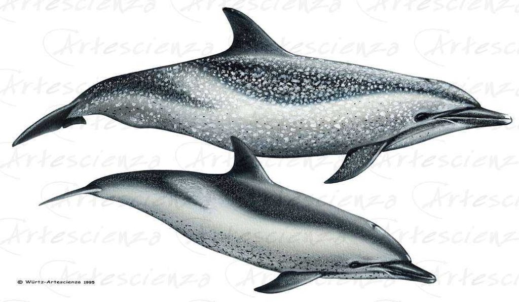 Artescienza: Tavole naturalistiche realizzate sia a scopi scientifici
