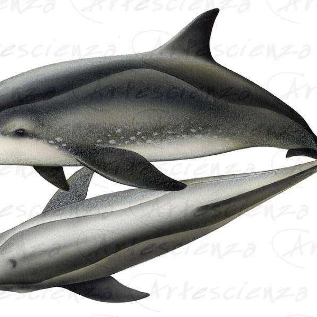 Artescienza: Tavole naturalistiche realizzate sia a scopi scientifici