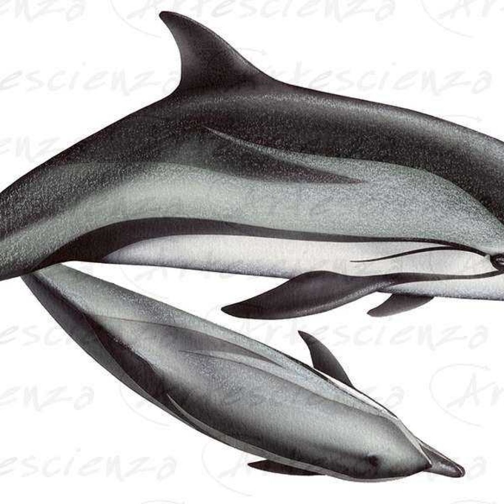 Artescienza: Tavole naturalistiche realizzate sia a scopi scientifici