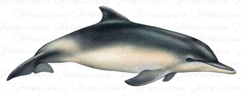 Artescienza: Tavole naturalistiche realizzate sia a scopi scientifici