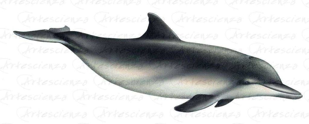 Artescienza: Tavole naturalistiche realizzate sia a scopi scientifici