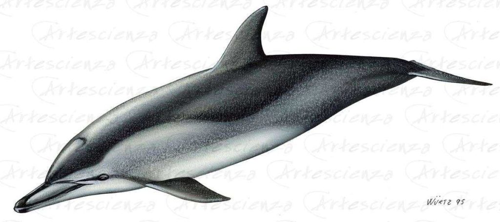 Artescienza: Tavole naturalistiche realizzate sia a scopi scientifici che artistici. Illustrazioni per testi e libri divulgativi