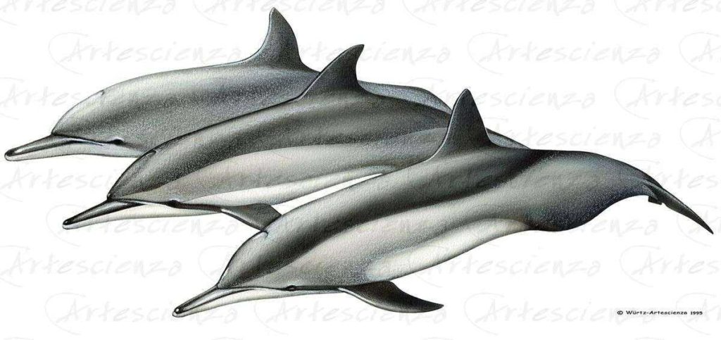 Artescienza: Tavole naturalistiche realizzate sia a scopi scientifici