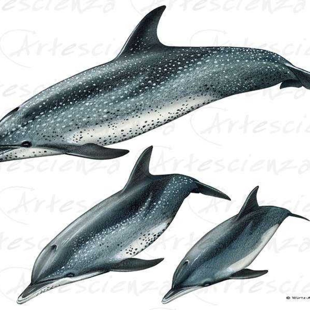 Artescienza: Tavole naturalistiche realizzate sia a scopi scientifici