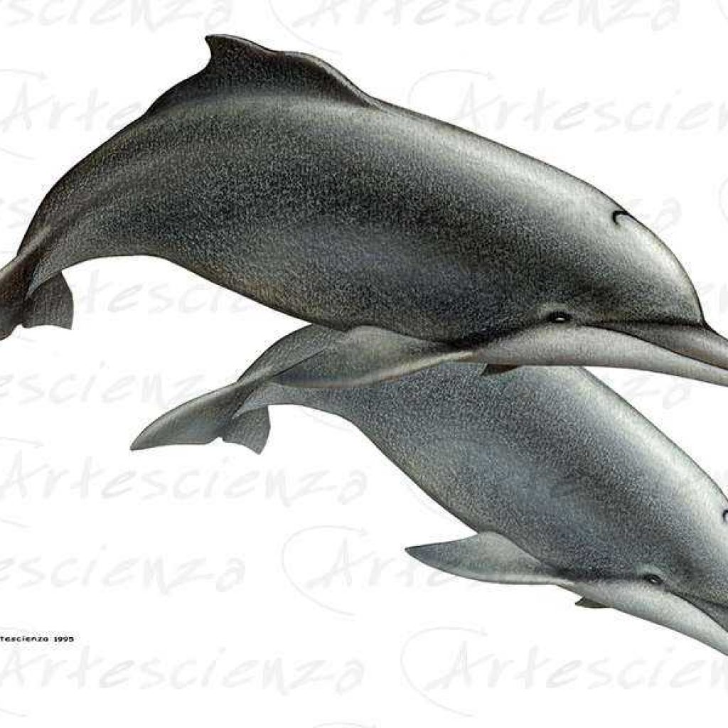 Artescienza: Tavole naturalistiche realizzate sia a scopi scientifici