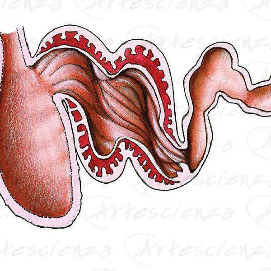 Artescienza: Tavole naturalistiche realizzate sia a scopi scientifici