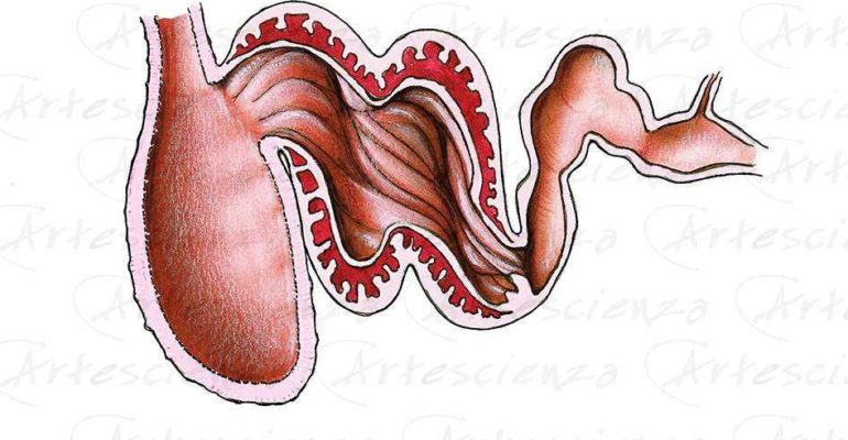 Artescienza: Tavole naturalistiche realizzate sia a scopi scientifici