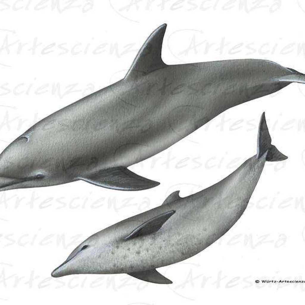 Artescienza: Tavole naturalistiche realizzate sia a scopi scientifici