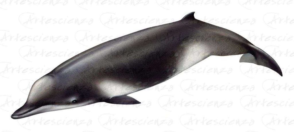 Artescienza: Tavole naturalistiche realizzate sia a scopi scientifici