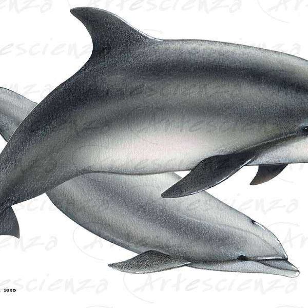 Artescienza: Tavole naturalistiche realizzate sia a scopi scientifici