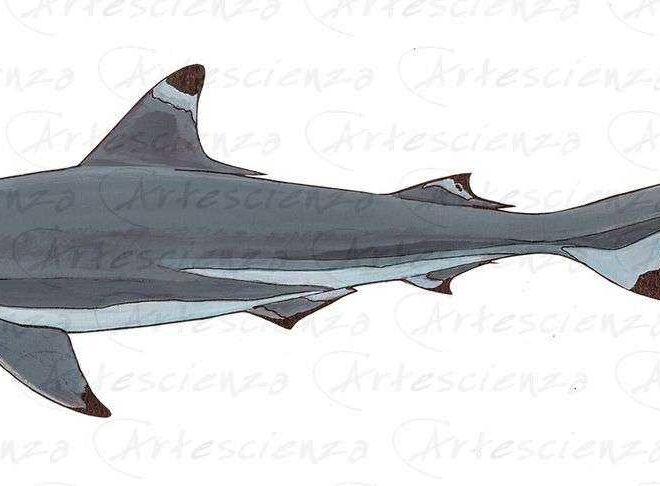 Artescienza: Tavole naturalistiche realizzate sia a scopi scientifici