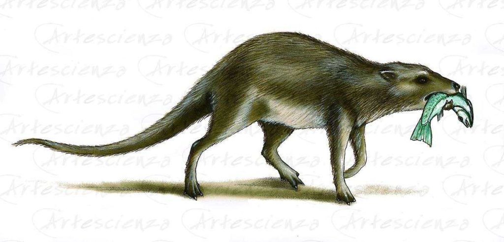 Artescienza: Tavole naturalistiche realizzate sia a scopi scientifici che artistici. Illustrazioni per testi e libri divulgativi