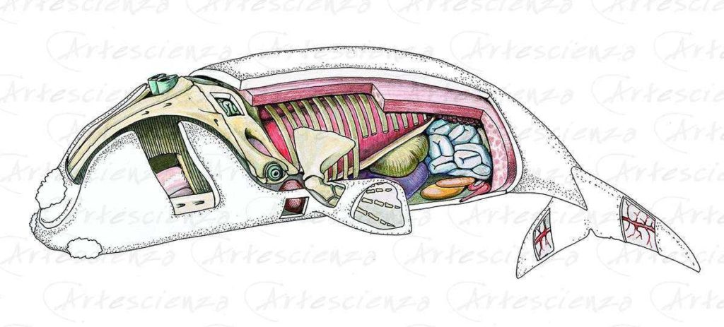 Artescienza: Tavole naturalistiche realizzate sia a scopi scientifici