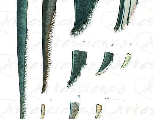 Artescienza: Tavole naturalistiche realizzate sia a scopi scientifici