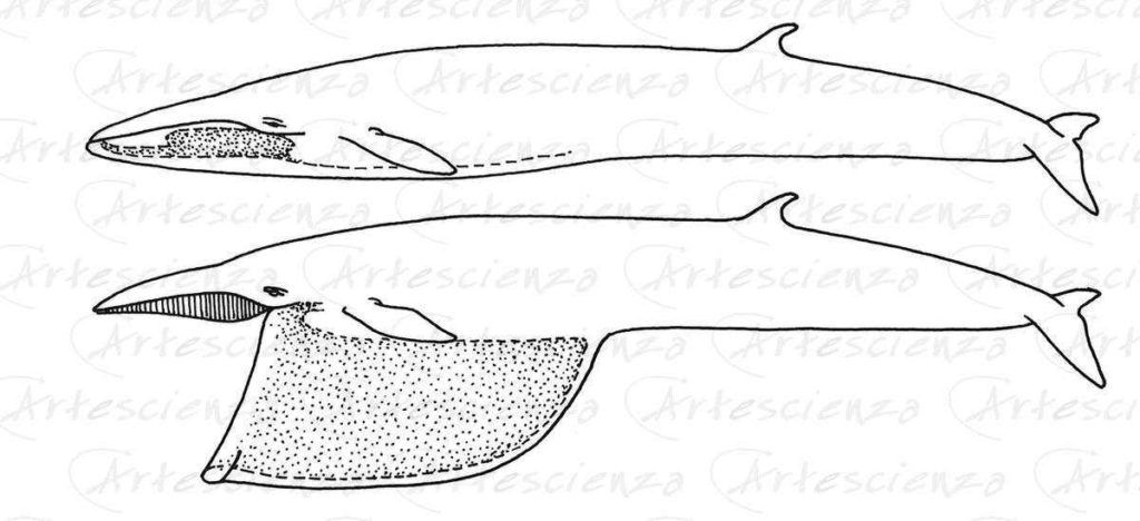 Artescienza: Tavole naturalistiche realizzate sia a scopi scientifici
