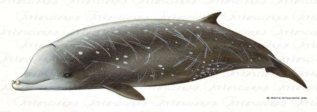 Artescienza: Tavole naturalistiche realizzate sia a scopi scientifici