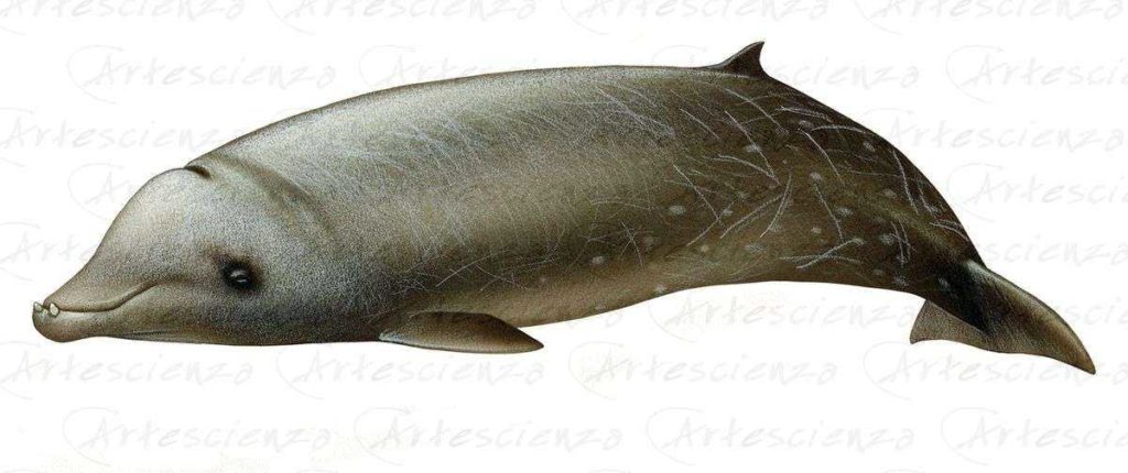 Artescienza: Tavole naturalistiche realizzate sia a scopi scientifici