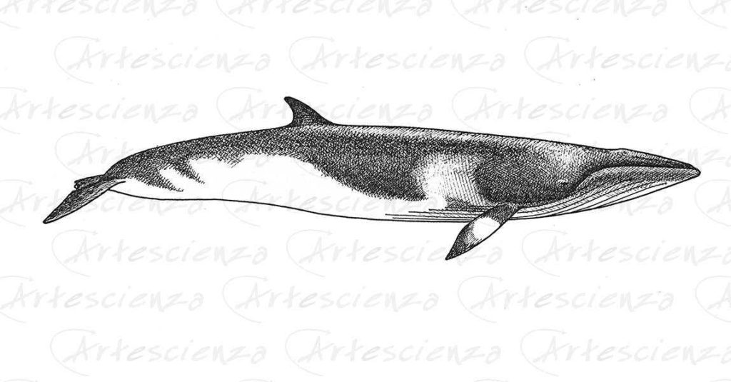 Artescienza: Tavole naturalistiche realizzate sia a scopi scientifici che artistici. Illustrazioni per testi e libri divulgativi