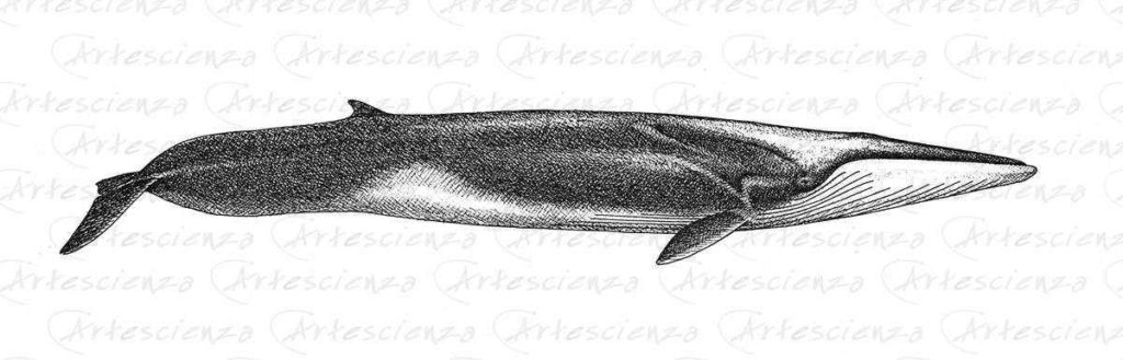 Artescienza: Tavole naturalistiche realizzate sia a scopi scientifici