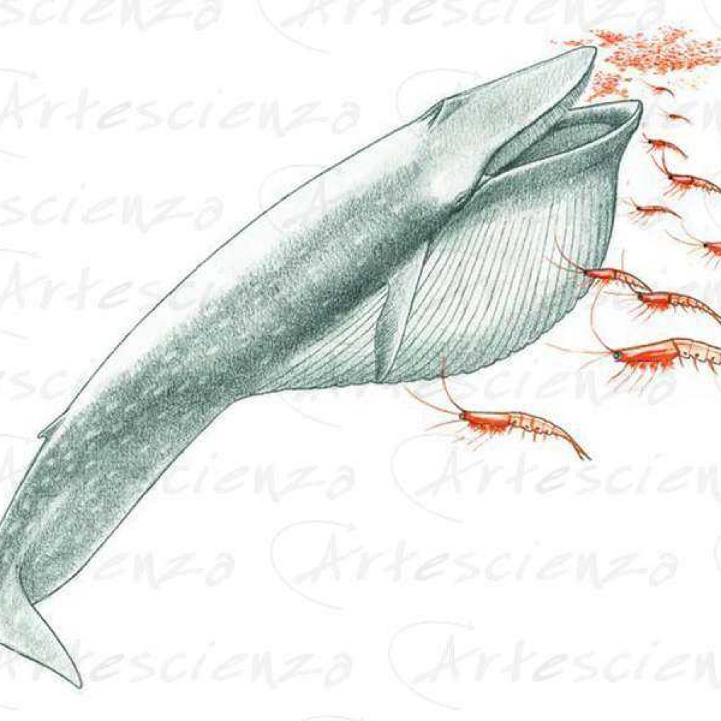Artescienza: Tavole naturalistiche realizzate sia a scopi scientifici
