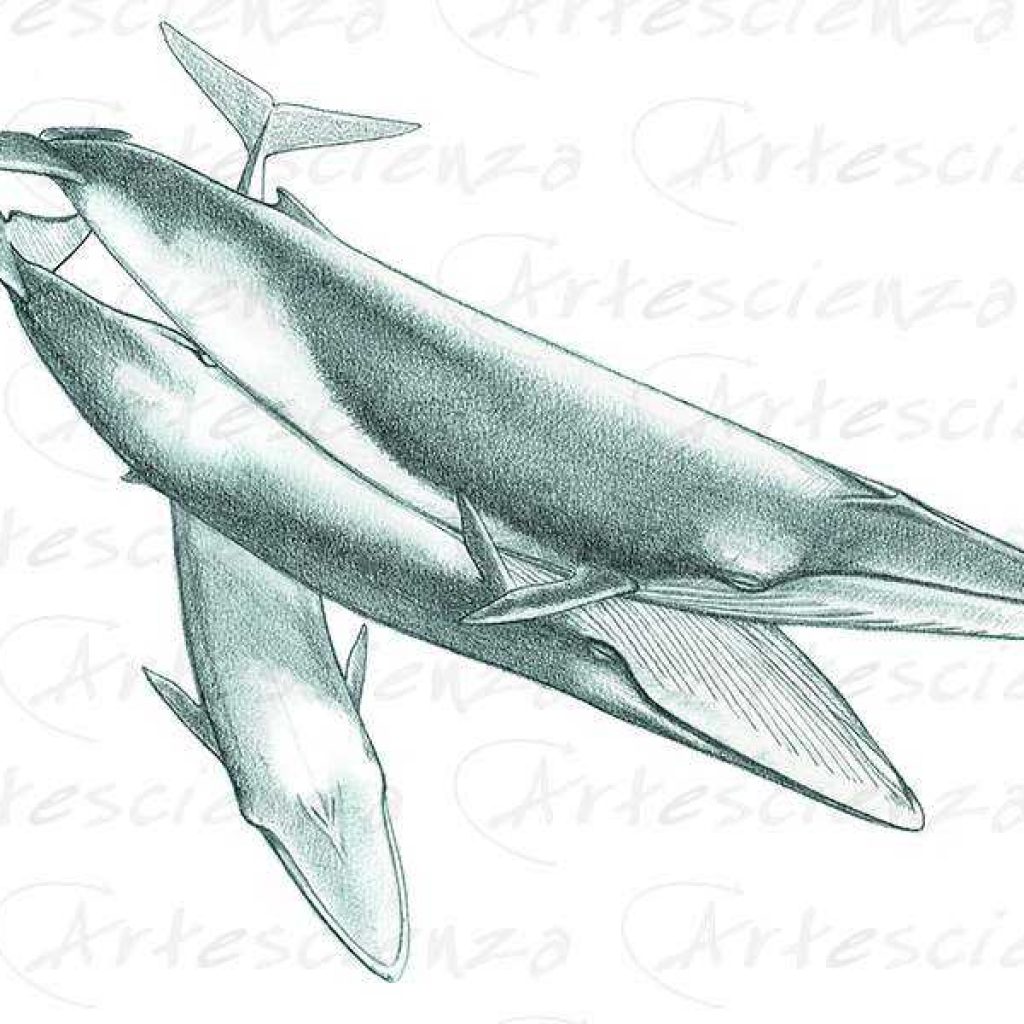 Artescienza: Tavole naturalistiche realizzate sia a scopi scientifici