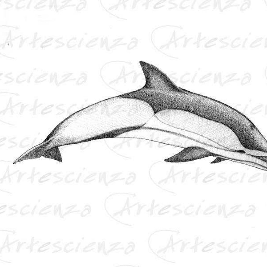 Artescienza: Tavole naturalistiche realizzate sia a scopi scientifici