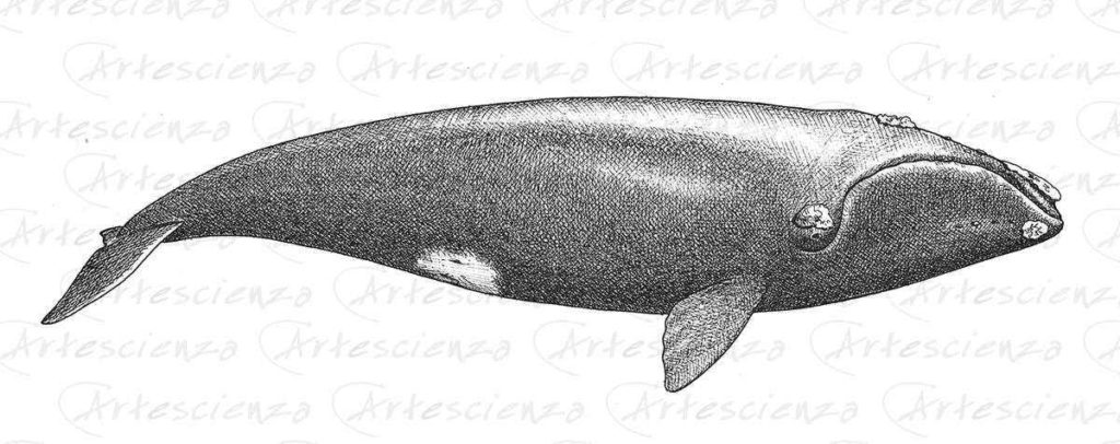Artescienza: Tavole naturalistiche realizzate sia a scopi scientifici