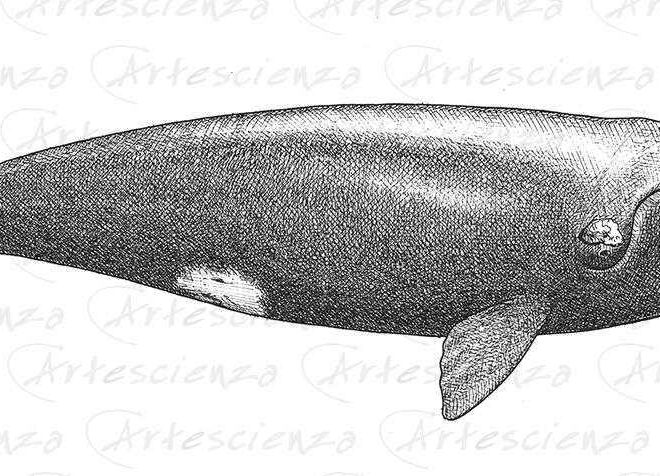 Artescienza: Tavole naturalistiche realizzate sia a scopi scientifici