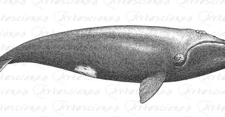 Artescienza: Tavole naturalistiche realizzate sia a scopi scientifici