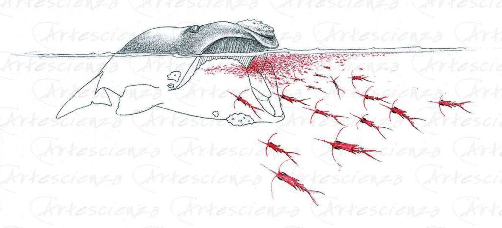 Artescienza: Tavole naturalistiche realizzate sia a scopi scientifici