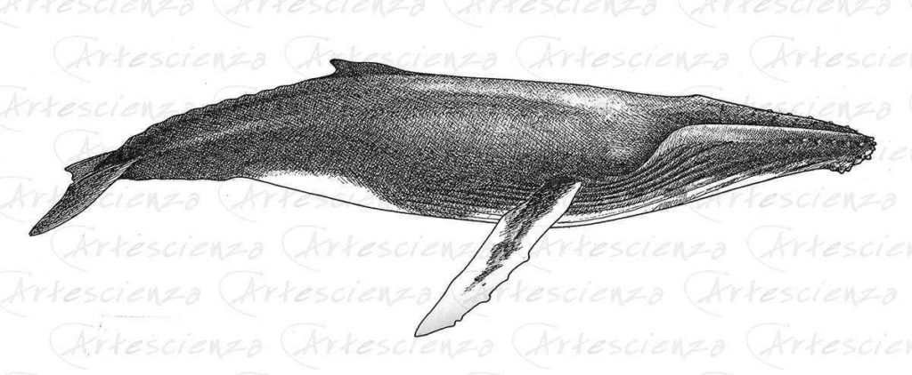 Artescienza: Tavole naturalistiche realizzate sia a scopi scientifici che artistici. Illustrazioni per testi e libri divulgativi