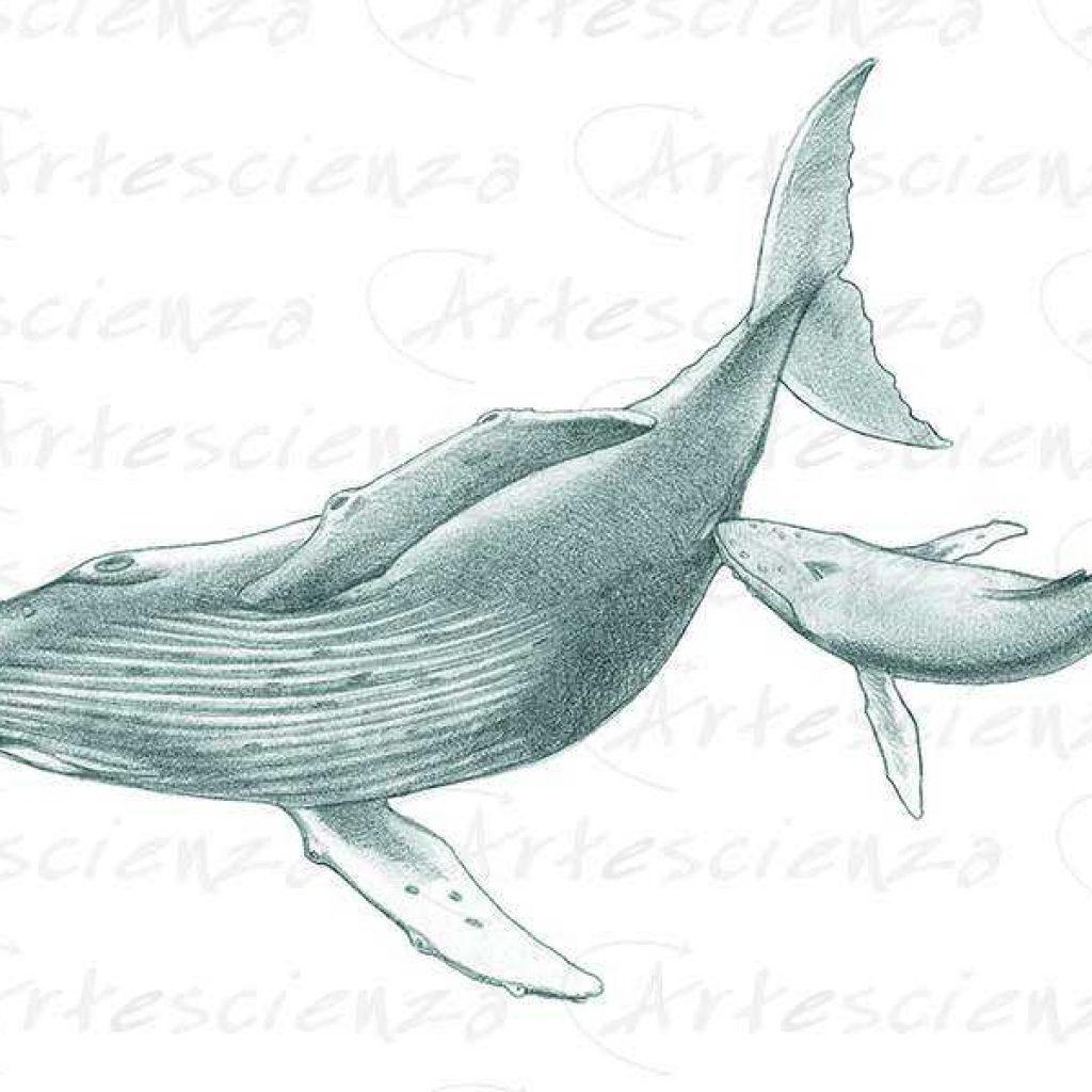 Artescienza: Tavole naturalistiche realizzate sia a scopi scientifici