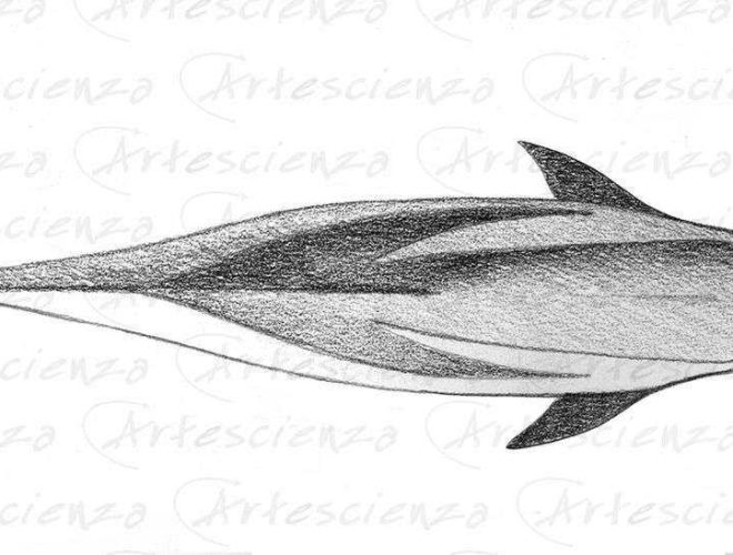 Artescienza: Tavole naturalistiche realizzate sia a scopi scientifici
