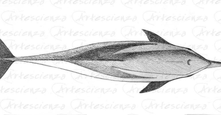 Artescienza: Tavole naturalistiche realizzate sia a scopi scientifici