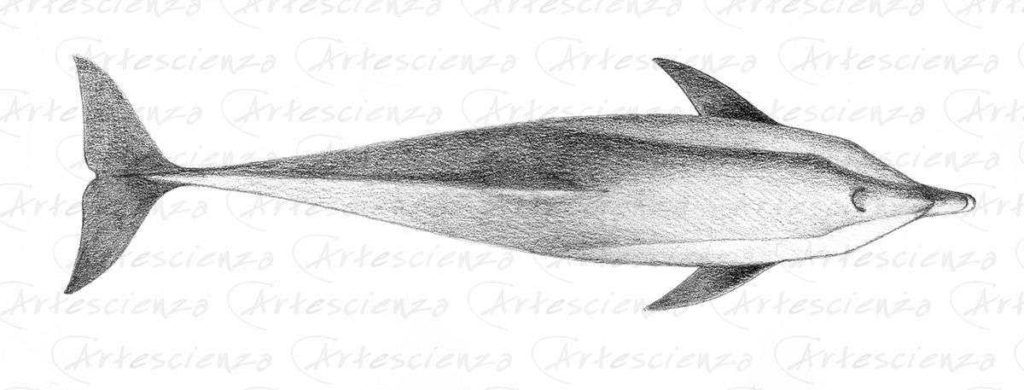 Artescienza: Tavole naturalistiche realizzate sia a scopi scientifici