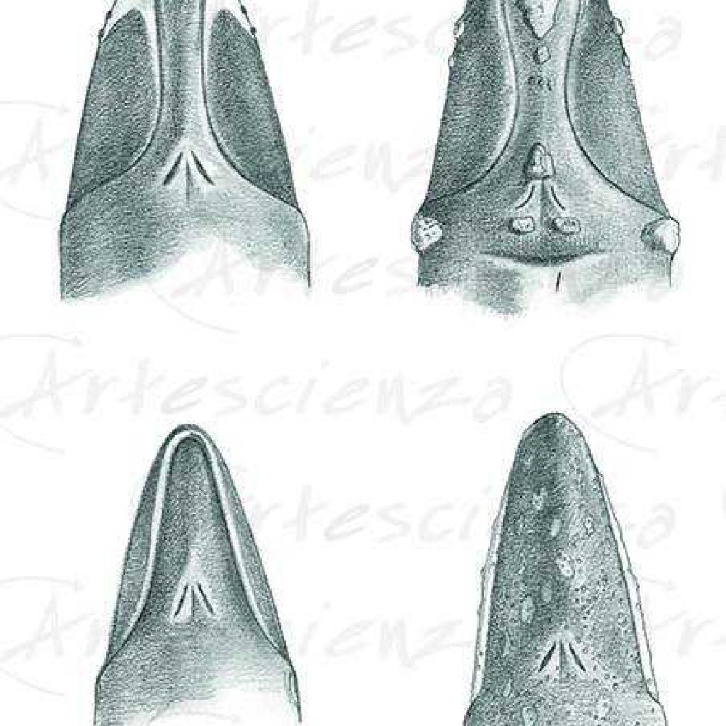Artescienza: Tavole naturalistiche realizzate sia a scopi scientifici