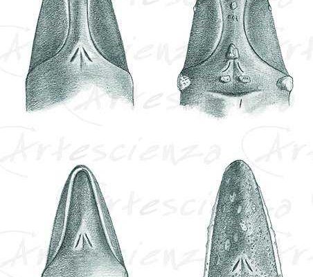 Artescienza: Tavole naturalistiche realizzate sia a scopi scientifici