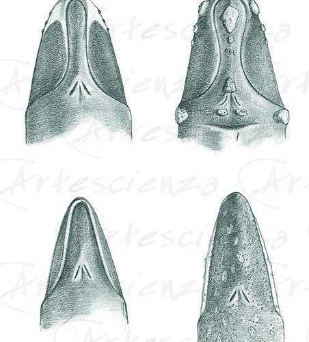 Artescienza: Tavole naturalistiche realizzate sia a scopi scientifici