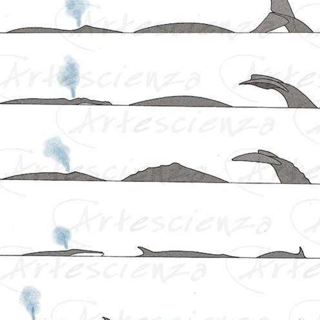 Artescienza: Tavole naturalistiche realizzate sia a scopi scientifici