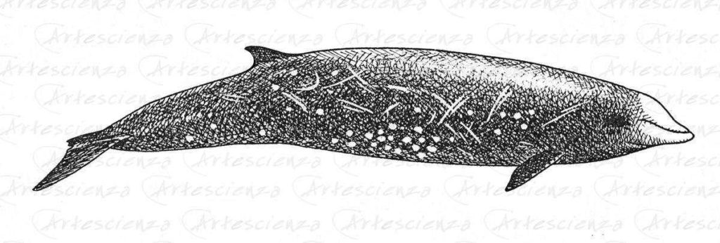 Artescienza: Tavole naturalistiche realizzate sia a scopi scientifici